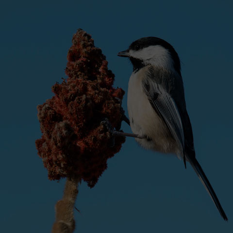 Black-capped Chickadee