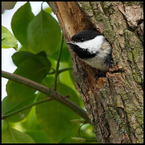 Black-capped Chickadee