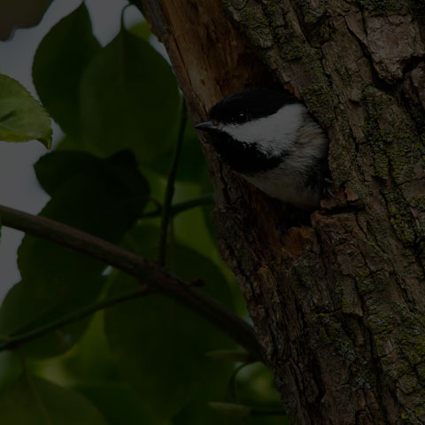 Black-capped Chickadee