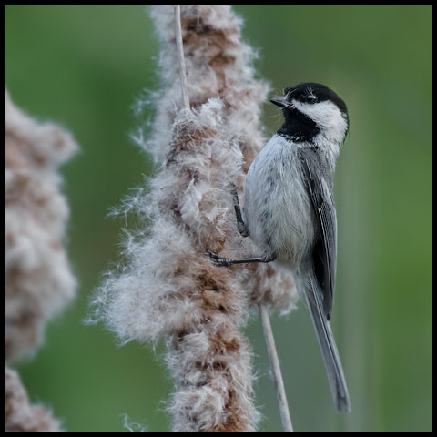 Black-capped Chickadee