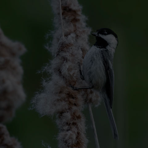 Black-capped Chickadee