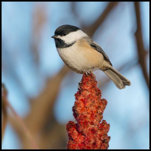 Black-capped Chickadee