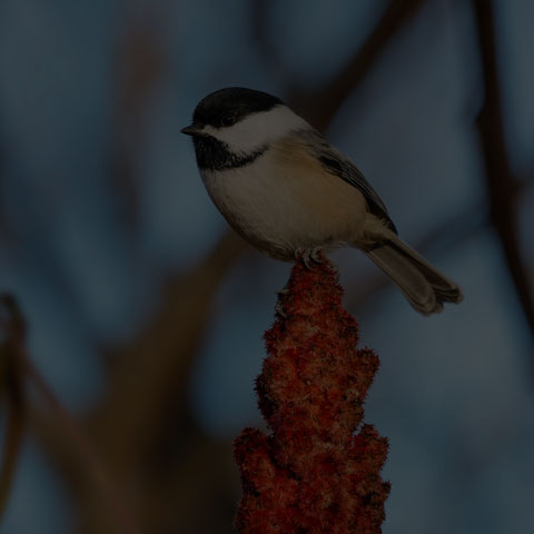 Black-capped Chickadee