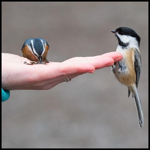 Black-capped Chickadee