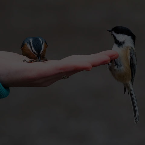 Black-capped Chickadee