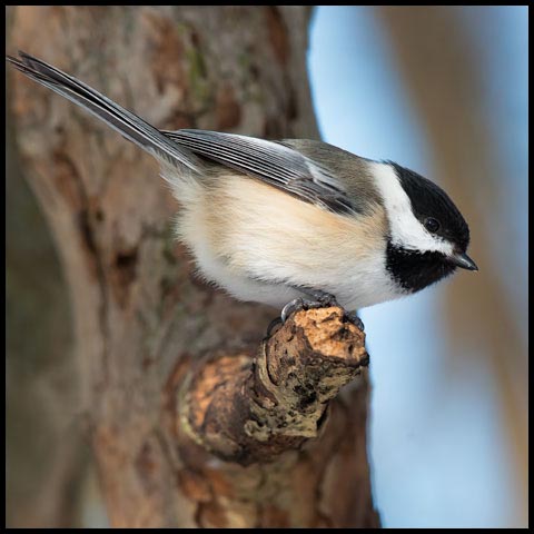 Black-capped Chickadee