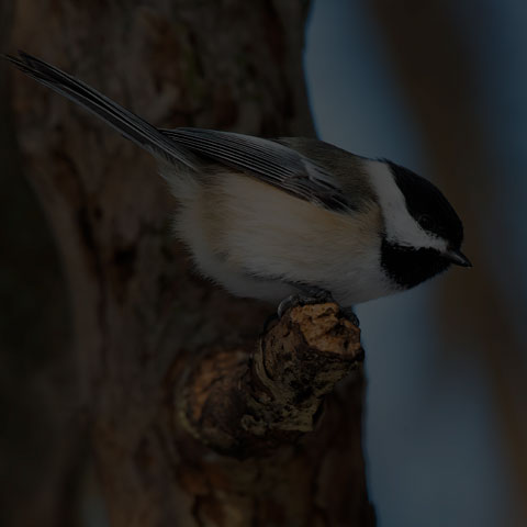 Black-capped Chickadee