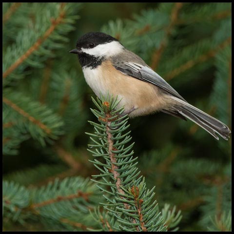 Black-capped Chickadee