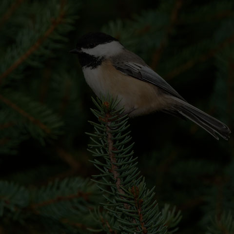 Black-capped Chickadee