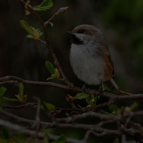 Boreal Chickadee