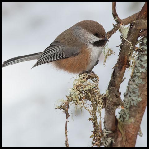 Boreal Chickadee