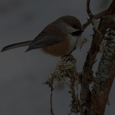Boreal Chickadee