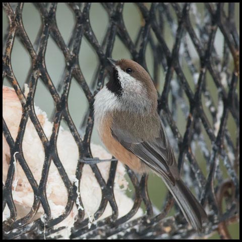 Boreal Chickadee