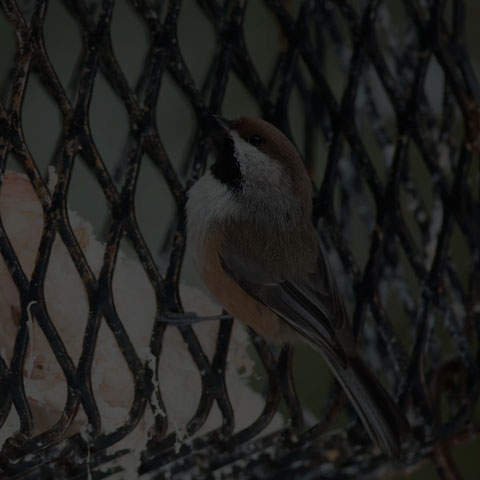 Boreal Chickadee