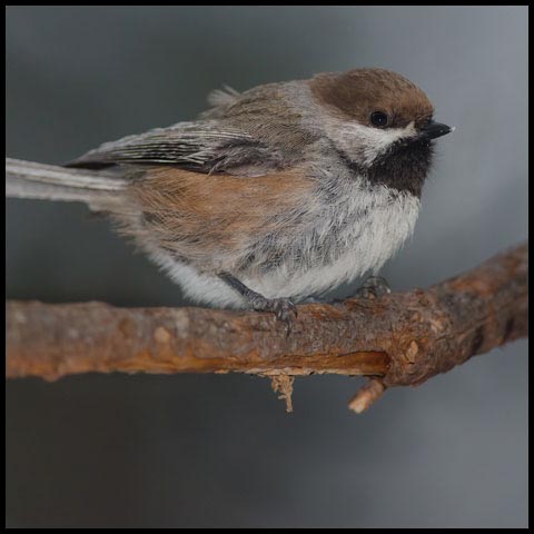 Boreal Chickadee