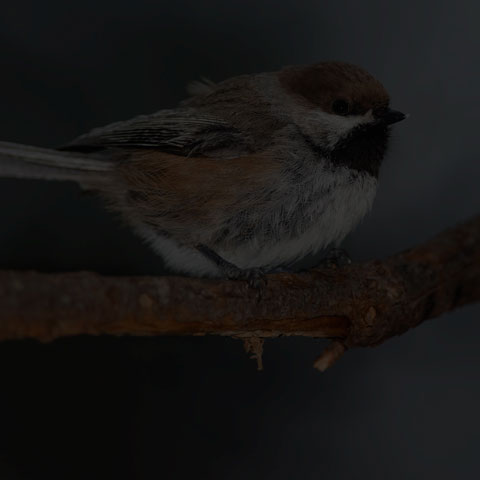 Boreal Chickadee