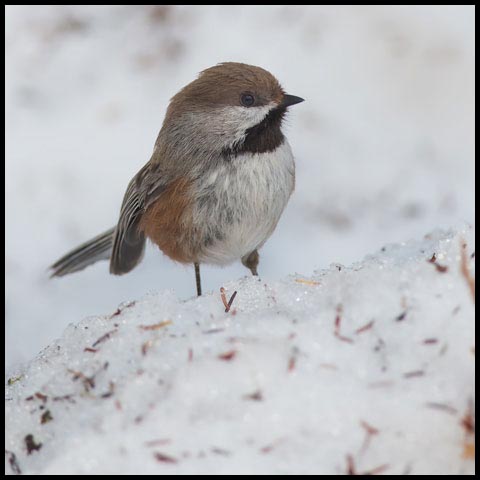 Boreal Chickadee