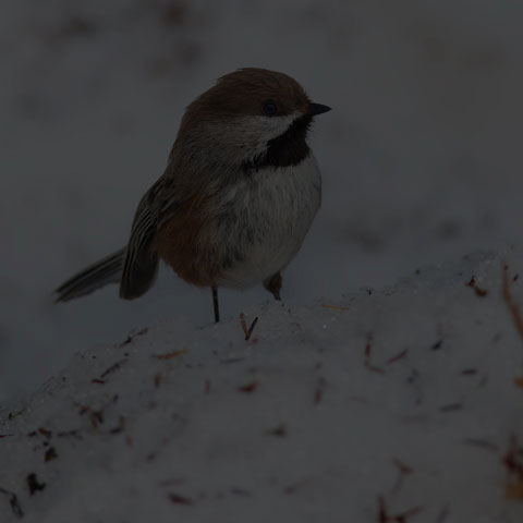 Boreal Chickadee