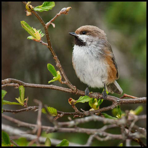 Boreal Chickadee