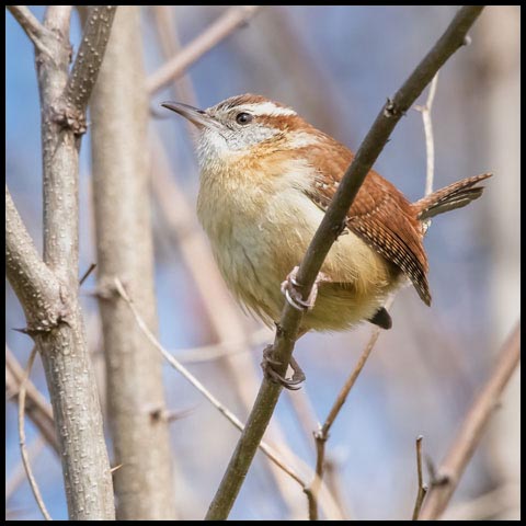 Carolina Wren