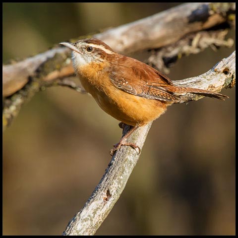 Carolina Wren
