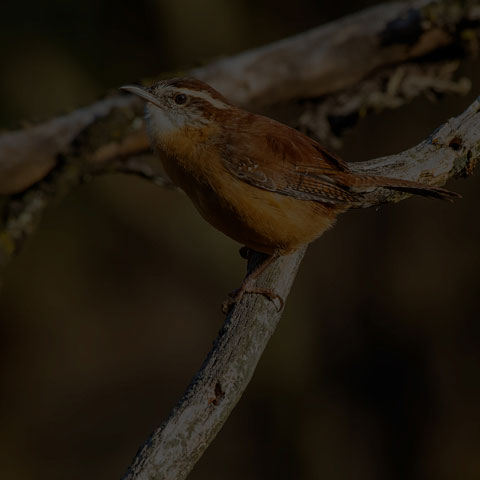 Carolina Wren