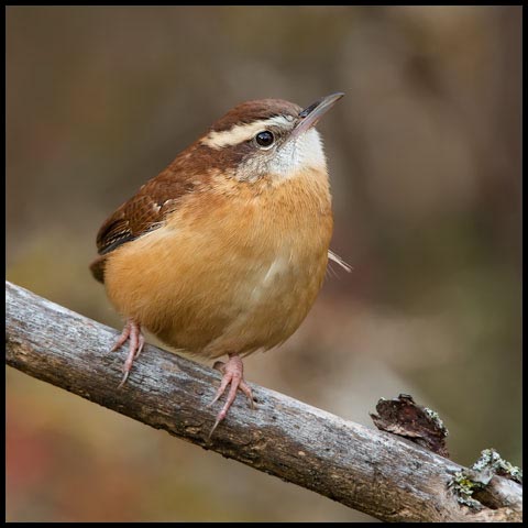 Carolina Wren