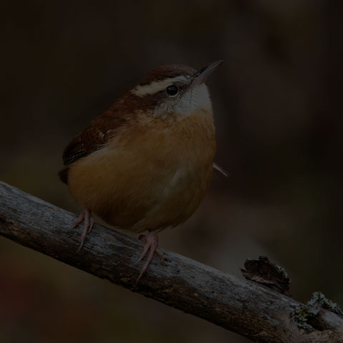 Carolina Wren