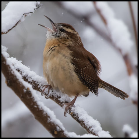 Carolina Wren
