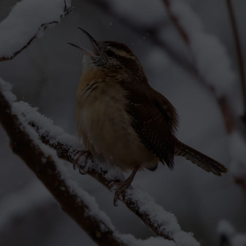 Carolina Wren