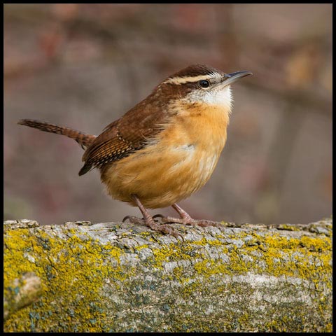 Carolina Wren