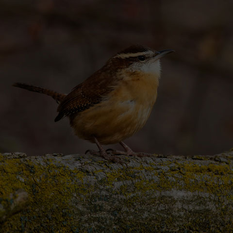 Carolina Wren