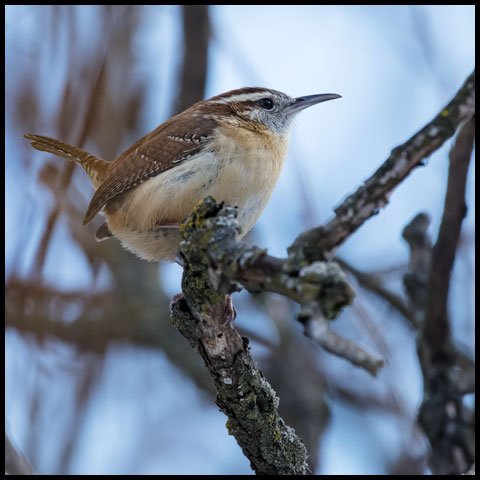 Carolina Wren