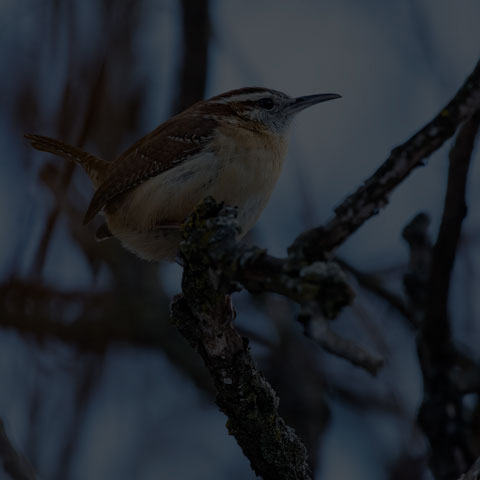 Carolina Wren