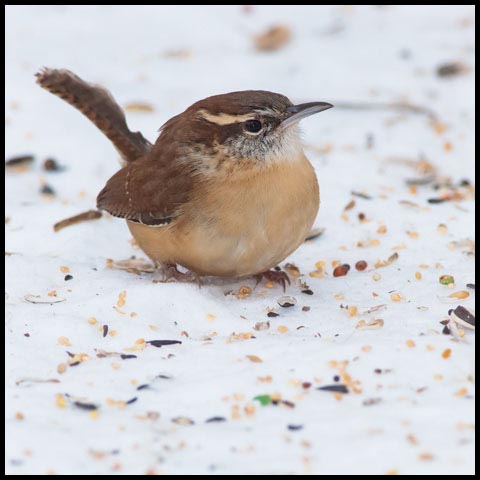 Carolina Wren