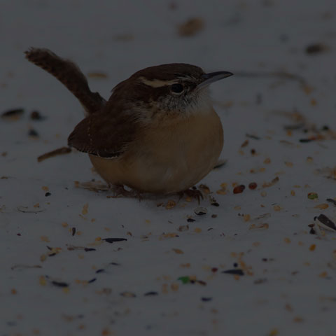Carolina Wren