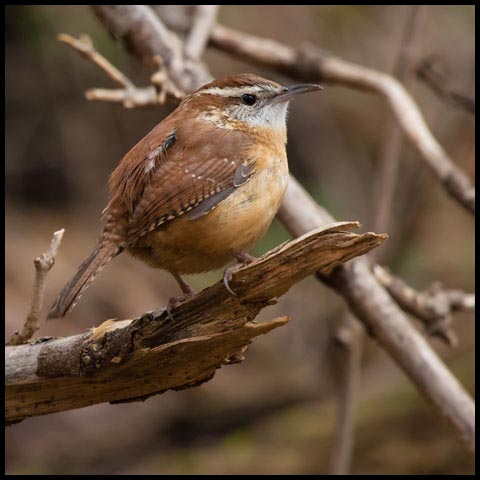 Carolina Wren