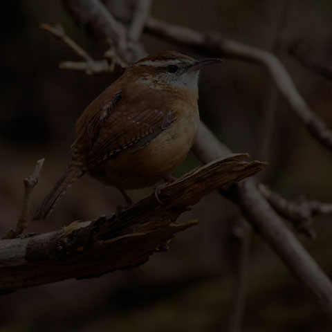 Carolina Wren