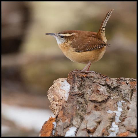 Carolina Wren