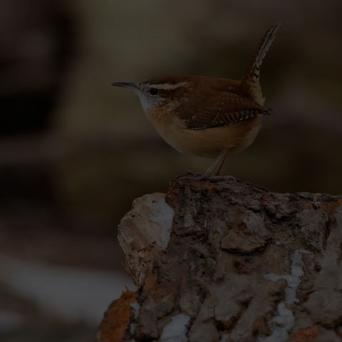 Carolina Wren