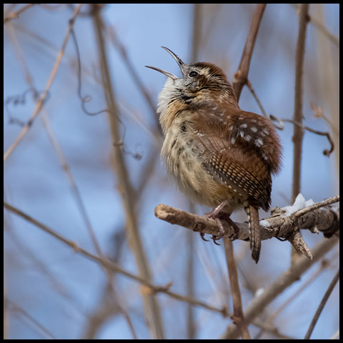 Carolina Wren