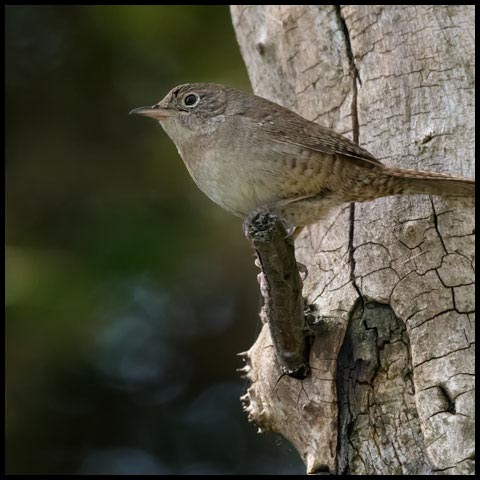 House Wren