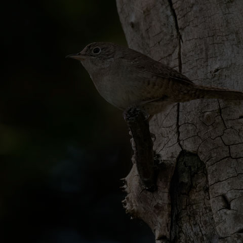 House Wren