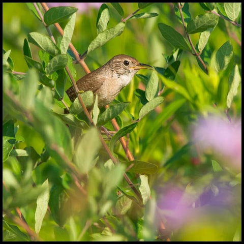 House Wren