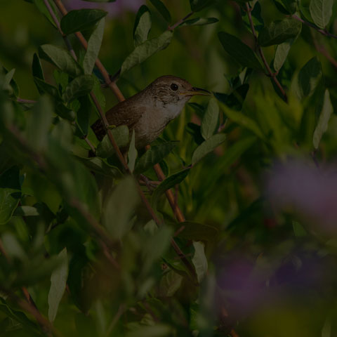 House Wren