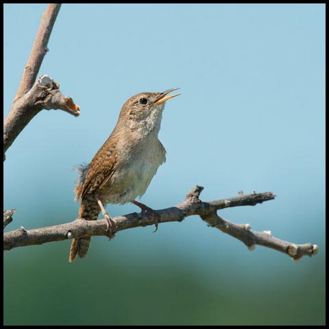 House Wren