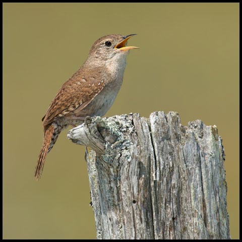 House Wren