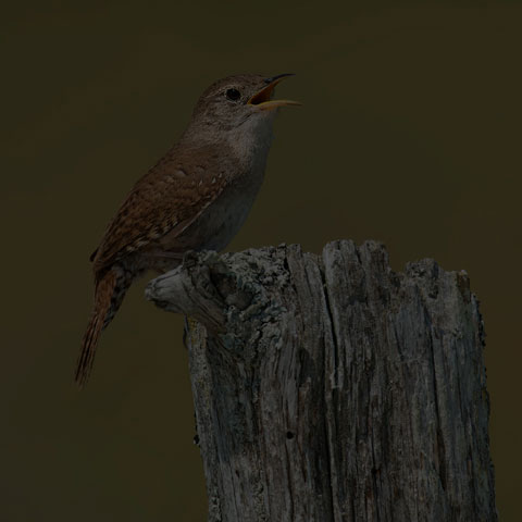 House Wren