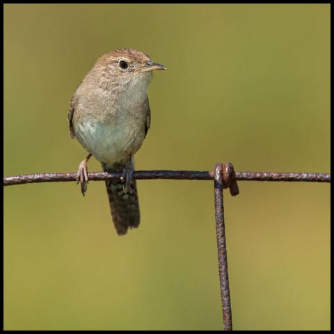 House Wren