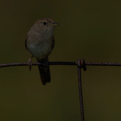 House Wren
